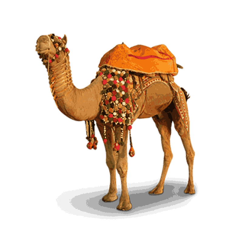 Camel Ride